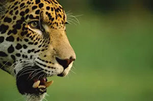 Images Dated 24th March 2005: Jaguar head profile portrait {Panthera onca} captive, Pantanal, Brazil