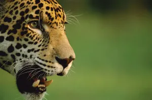 Jaguar head profile portrait {Panthera onca} captive, Pantanal, Brazil