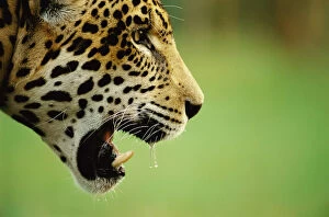 Jaguar, juvenile male head profile {Panthera onca} captive Pantanal, Brazil