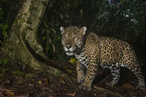 Jaguar (Panthera onca) camera trap image, Tortuguero National Park, Costa Rica