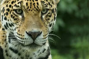 Images Dated 10th September 2010: Jaguar (Panthera onca) close-up head portrait, captive
