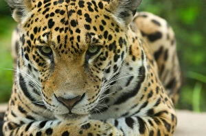 Images Dated 10th September 2010: Jaguar (Panthera onca) close-up head portrait, lying down, captive