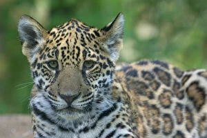 Jaguar (Panthera onca) cub, aged five months, captive, occurs in Southern and Central