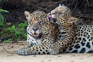 Animal Markings Prints: Jaguar (Panthera onca) cub licking its mother
