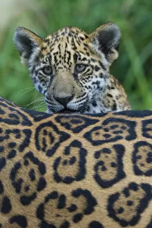 Images Dated 20th August 2013: Jaguar (Panthera onca) cub looking over its mothers back, captive, occurs in Southern