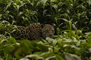 Threats Prints: Jaguar (Panthera onca) female, hiding in dense high grass. Cuiaba river, Pantanal