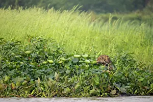 Pantanal Prints: Jaguar (Panthera onca) female, hunting among Water hyacinths (Pontederia crassipes) on the edge of Baia piriquito