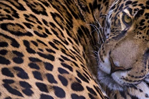 Jaguar (Panthera onca) female portrait, native to Southern and Central America, captive