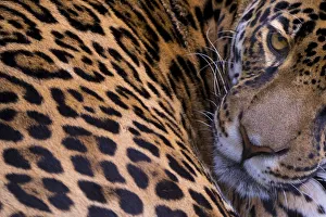 Images Dated 29th April 2016: Jaguar (Panthera onca) female portrait, native to Southern and Central America, captive