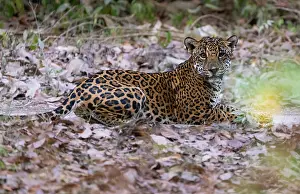 Guatemala Prints: Jaguar (Panthera onca) female, resting on a track in Mayan Biosphere Reserve