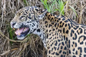 Jaguar (Panthera onca) female, smelling scent marking of male