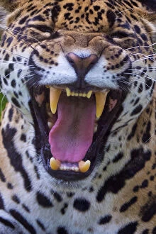 Jaguar (Panthera onca) female snarling, native to Southern and Central America, captive