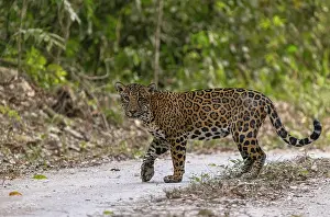 Road Prints: Jaguar (Panthera onca) female, walking across forest road in the Mayan Biosphere Reserve