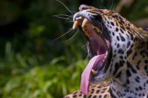 Images Dated 29th April 2016: Jaguar (Panthera onca) female yawning, native to Southern and Central America, captive