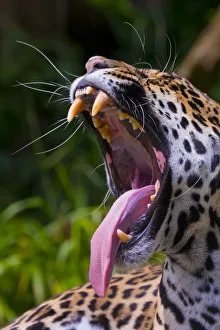 Images Dated 29th April 2016: Jaguar (Panthera onca) female yawning, native to Southern and Central America, captive