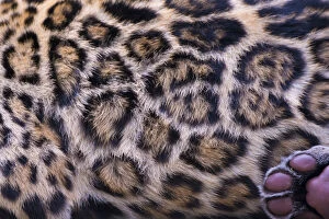 Abstract Collection: Jaguar (Panthera onca) fur pattern of female adult, native to Southern and Central America