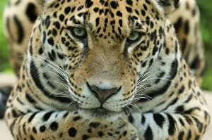 Images Dated 10th September 2010: Jaguar (Panthera onca) head portrait, captive