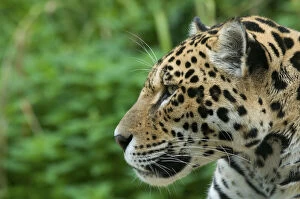 Images Dated 10th September 2010: Jaguar (Panthera onca) head portrait in profile, captive