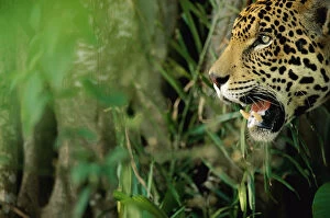 Jaguar {Panthera onca} head profile, captive Pantanal, Brazil