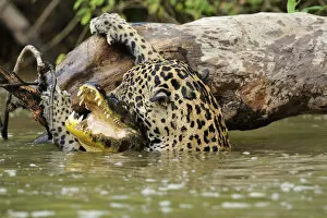 Alligatoridae Gallery: Jaguar (Panthera onca) killing Spectacled caiman (Caiman crocodilus) in Piquiri River