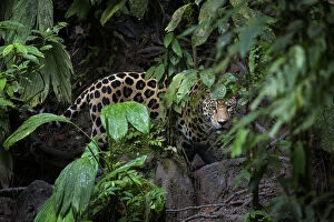 Jaguar (Panthera onca) looking through forest leaves in Yasuni National Park, Ecuador