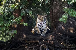 Jaguar (Panthera onca) lying on tree roots, portrait. Mato Grosso, Pantanal, Brazil