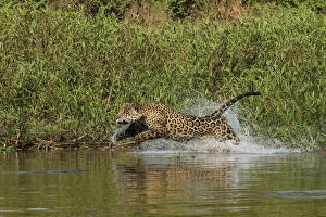 Images Dated 16th August 2016: Jaguar (Panthera onca) male, chasing a Caiman. Cuiaba River, Pantanal Matogrossense National Park