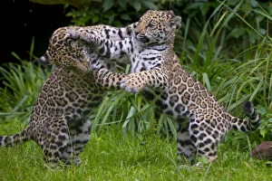 Images Dated 29th April 2016: Jaguar (Panthera onca) male and female four month old cubs playing, native to Southern