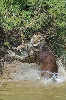 Jaguar (Panthera onca) male, hunting Capybara (Hydrochoerus hydrochaeris)
