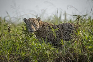 Images Dated 19th August 2015: Jaguar (Panthera onca) male, Pantanal, Brazil