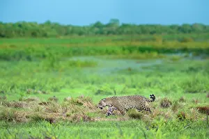 Near Threatened Prints: Jaguar (Panthera onca) male, patrolling along edge of swampland