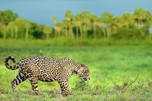 Near Threatened Prints: Jaguar (Panthera onca) male, patrolling along edge of swampland