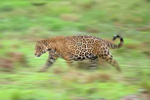Blurred Movement Prints: Jaguar (Panthera onca) male, patrolling forest edge