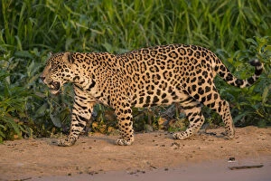 Males Gallery: Jaguar (Panthera onca) male walking and snarling, Pantanal, Brazil
