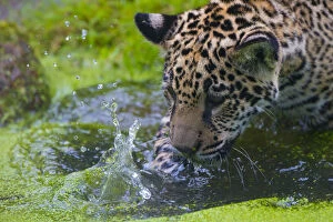 Images Dated 29th April 2016: Jaguar (Panthera onca) four month old cub washing, native to Southern and Central America