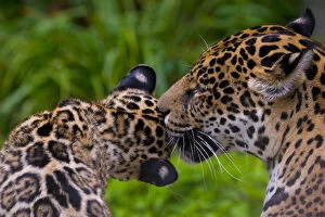 Affection Gallery: Jaguar (Panthera onca) mother grooming four month cub, native to Southern and Central America