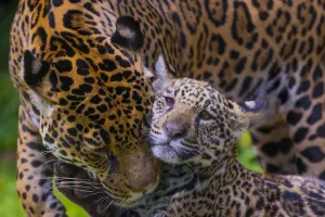 Grooming Prints: Jaguar (Panthera onca) mother grooming with four month old cub, native to Southern