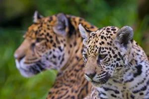 Images Dated 29th April 2016: Jaguar (Panthera onca) mother with four month old cub, native to Southern and Central America