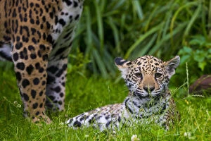 Juveniles Gallery: Jaguar (Panthera onca) mother with four month old cub, native to Southern and Central America