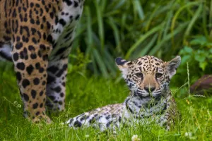 Images Dated 29th April 2016: Jaguar (Panthera onca) mother with four month old cub, native to Southern and Central America