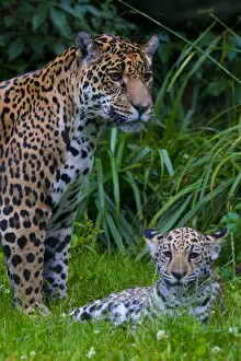 Images Dated 29th April 2016: Jaguar (Panthera onca) mother with four month old cub, native to Southern and Central America