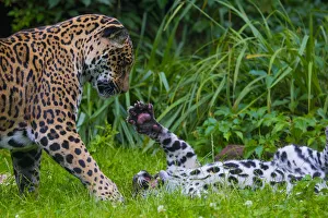 Jaguar (Panthera onca) mother playing with four month old cub, native to Southern