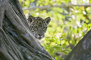 Images Dated 12th July 2009: Jaguar (Panthera onca), one-year cub peering from behind tree, Cuiaba River, Pantanal, Brazil