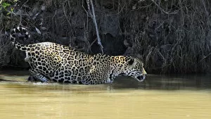 Jaguar (Panthera onca palustris) male wading through water at the shore of the Piquiri River