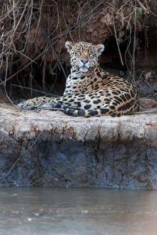 Images Dated 12th September 2014: Jaguar (Panthera onca palustris) male resting on the banks of the Tres Irmaos River