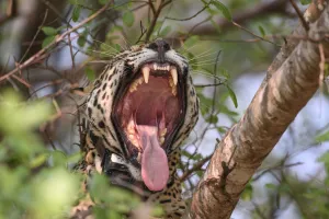Jaguar (Panthera onca palustris) female yawning with mouth wide open, wearing Oncafari