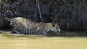 Jaguars Prints: Jaguar (Panthera onca palustris) male wading through water at the shore of the Piquiri River