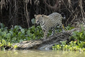 Jaguar (Panthera onca) Pantanal, Mato Grosso, Brazil