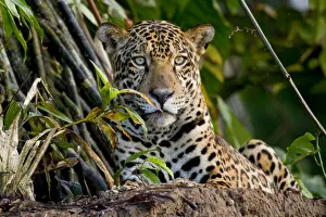 Jaguar (Panthera onca) portrait, Tambopata, Madre de Dios, Peru