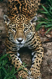 Jaguar {Panthera onca} portrait, captive, southern Mexico
